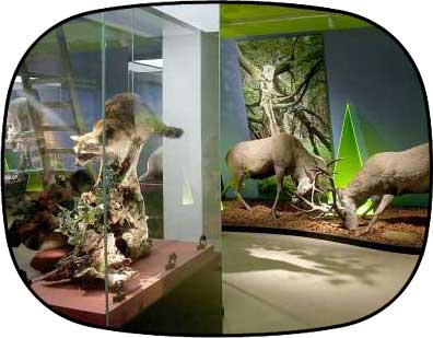 Haus der Natur in Goldisthal