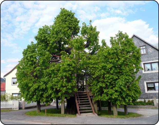 Tanzlinde in Sachsenbrunn